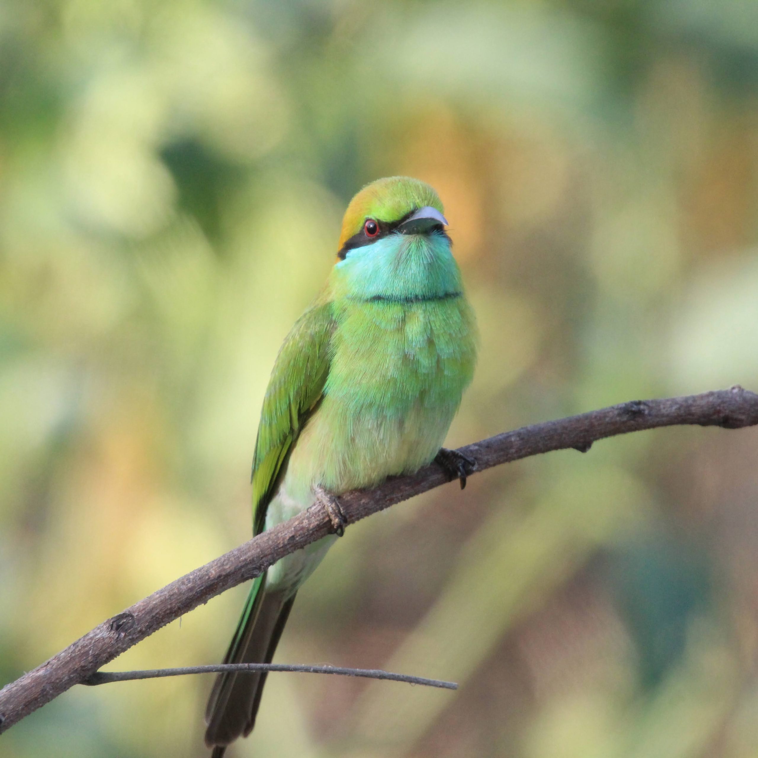 Kalametiya Bird Sanctuary