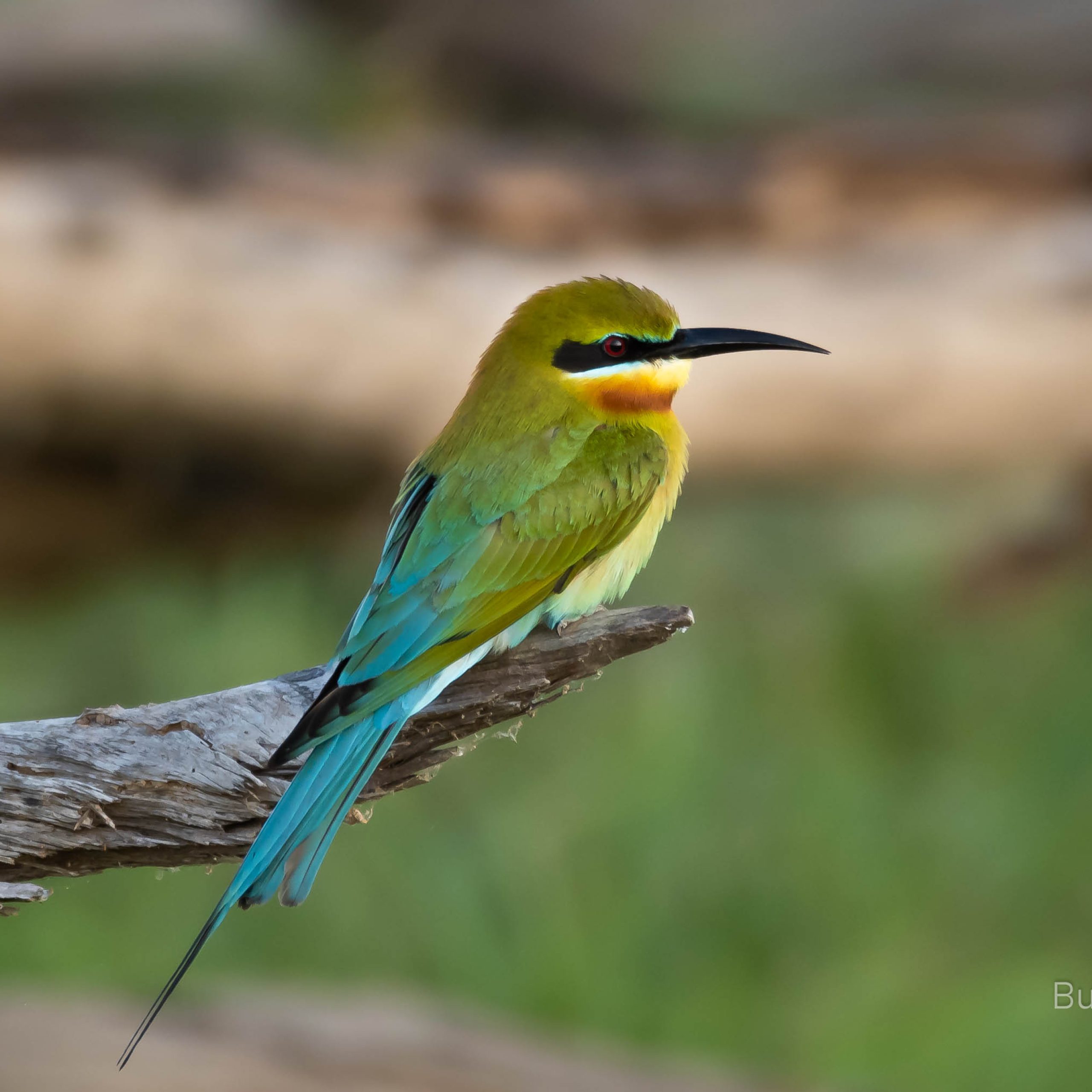 Bundala National Park